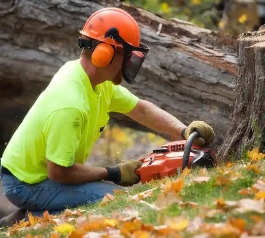 tree services Moreland Hills